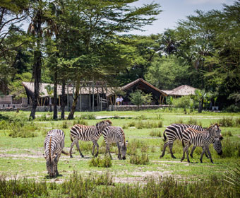 zebras grazing peacefully near luxury lodge